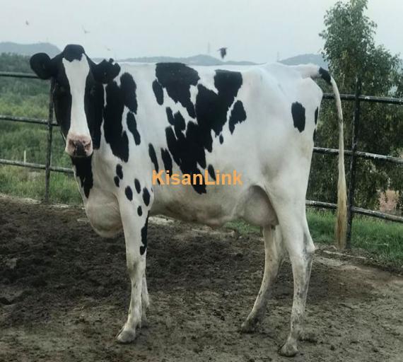 Holstien friesian beauty  Will calve for 2nd lactation . 220days pregnant