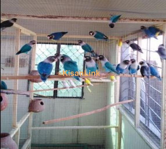 Whole colony for sale Total birds 27-28
