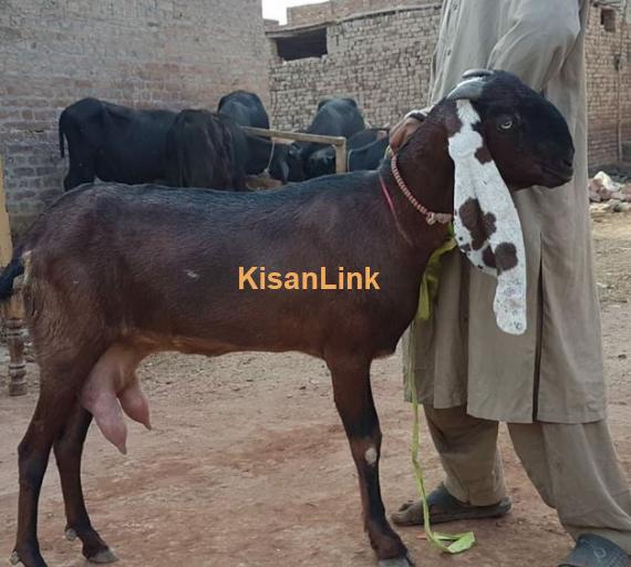 MASHAALLAH pure nagri bakri with 1 female kid