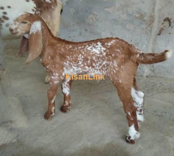 For sale  Puer Dasi bakri with 1puer makhi cheena out class male kid