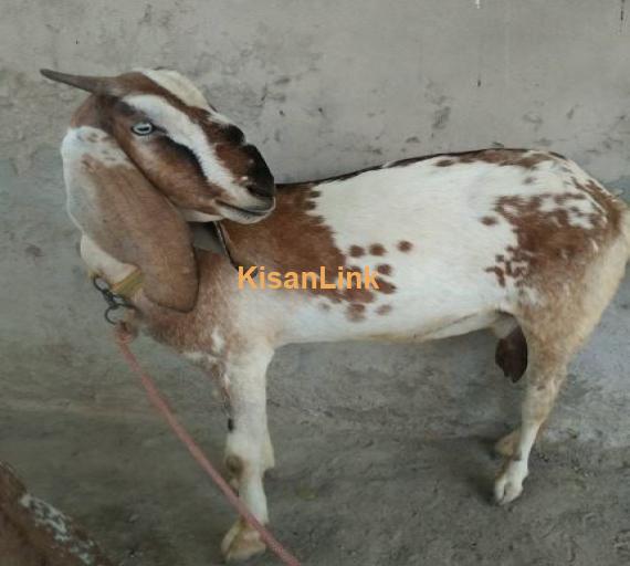 For sale  Puer Dasi bakri with 1puer makhi cheena out class male kid