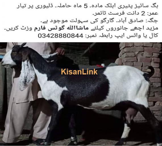 Big size  female goat for sale