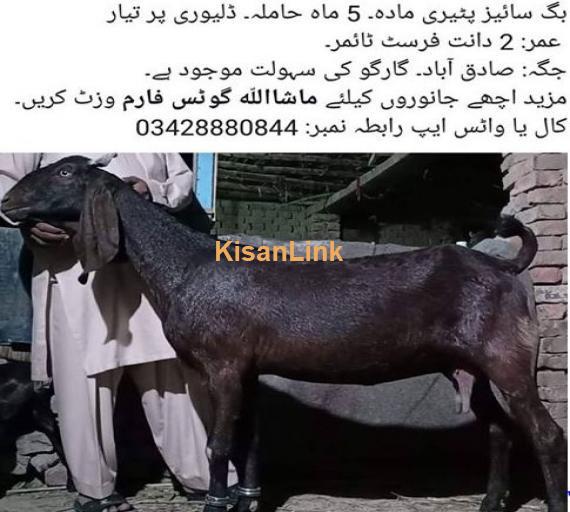 Big size  female goat for sale