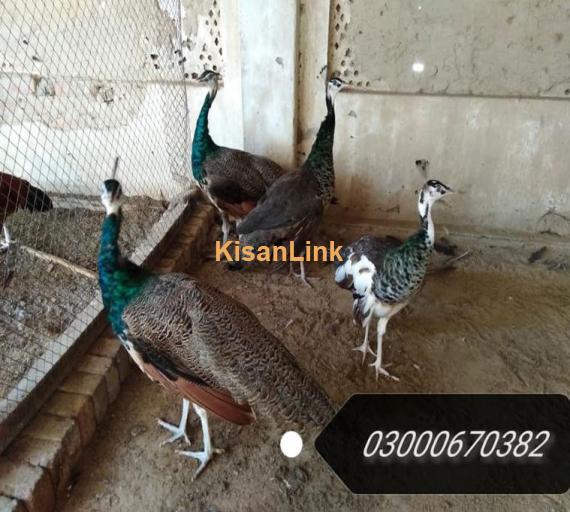 Assalam-0-Alaikum! ? Allahamdulillah ? active and healthy green pheasants breeder and peacocks 1 year (blue, black, purple) adult pairs ready for sale. ? Eggs growth vaccinated vaccinated and home based ready peacocks and pheasants avail for sale.