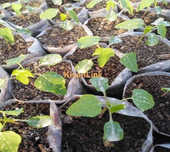 Mashallah excellent growth of papaya nursery available for sale
