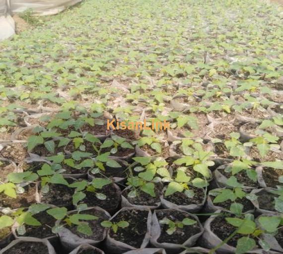 Mashallah excellent growth of papaya nursery available for sale