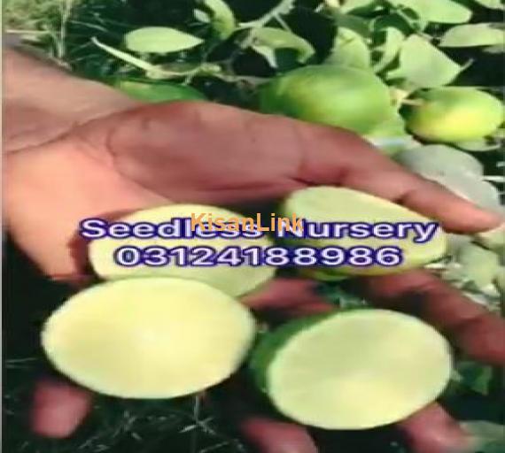 Air lyring on Malaysian Seedless Lemon plants