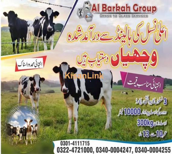 cow imported from Holand available