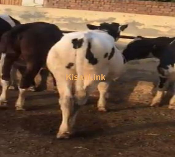 Young stock of cows available
