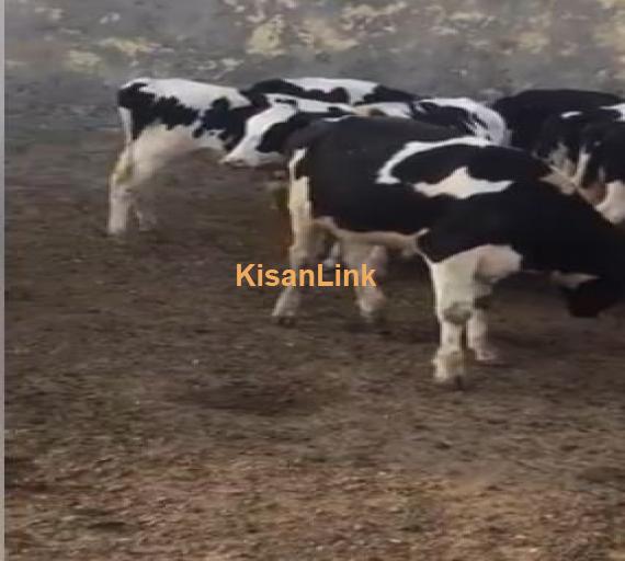 Young stock of cows available