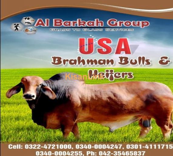 Barhaman bulls and Hifers available