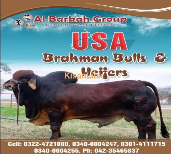 USA imported Barhaman bull available