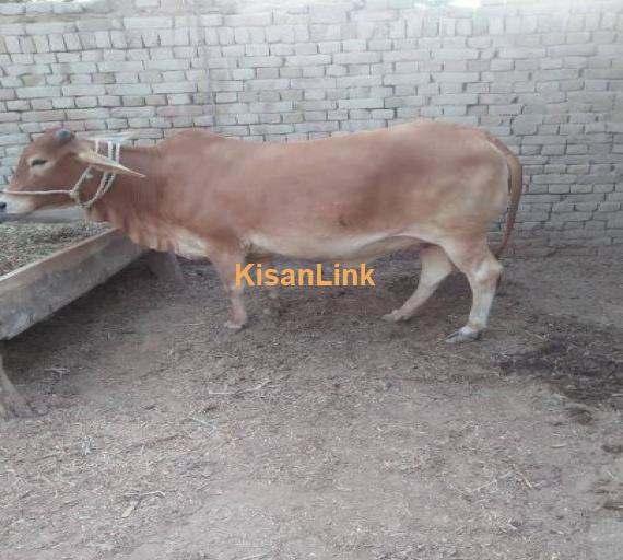 Sahiwal breed for sale