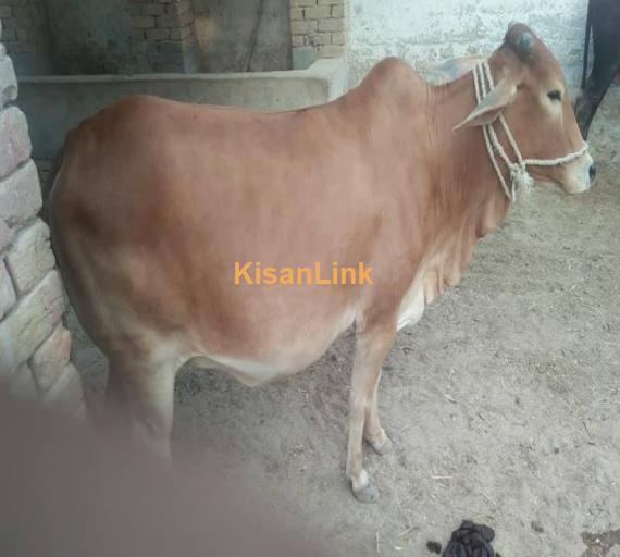 Sahiwal breed for sale