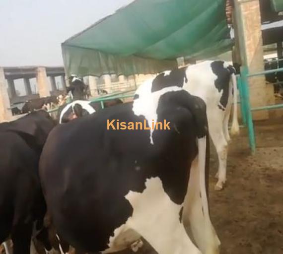 Cows For sale