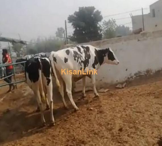 Cows For sale