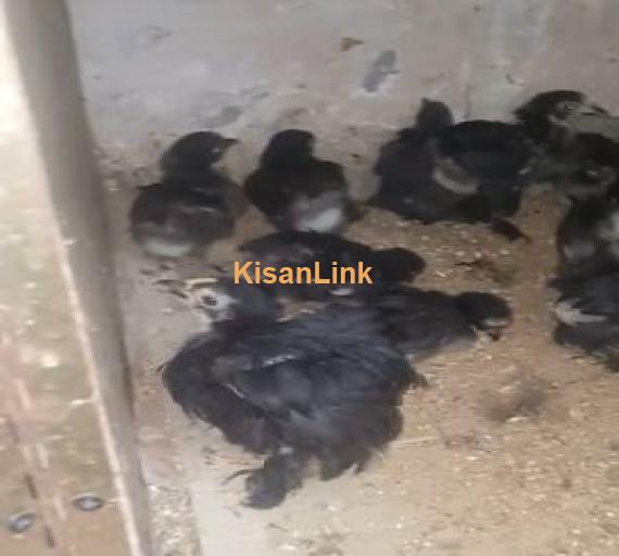 Black bantam chicks availiable in one month two month and three month