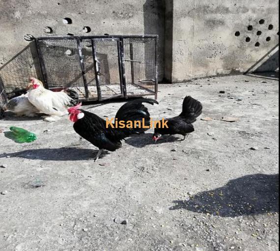 Black Rose comb egg laying pair for sale