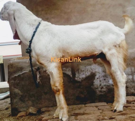 male age 10 month paka kheera for sale