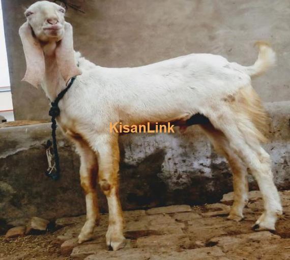 male age 10 month paka kheera for sale