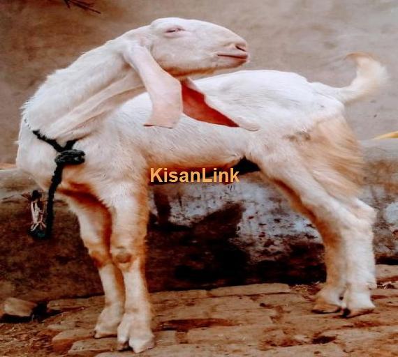 male age 10 month paka kheera for sale