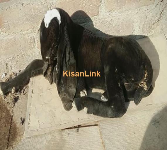 Pure Amratsari beetal goat for sale