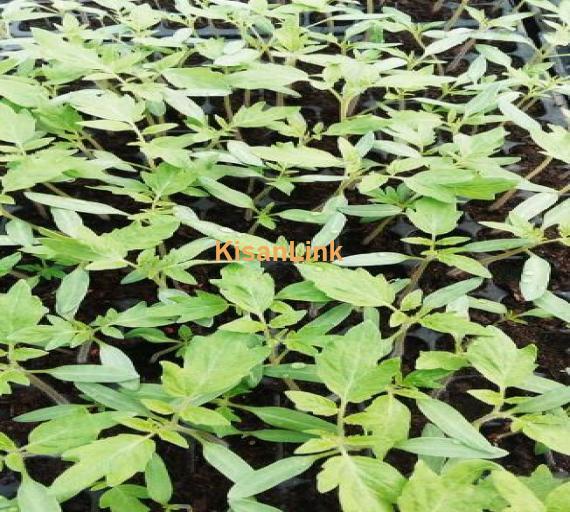 Seedlings ( Paneerian ) Available