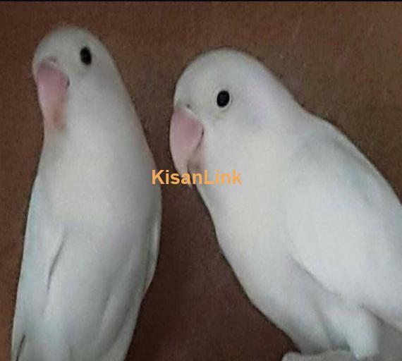 6 adult pairs of albino personata black eyes for sale