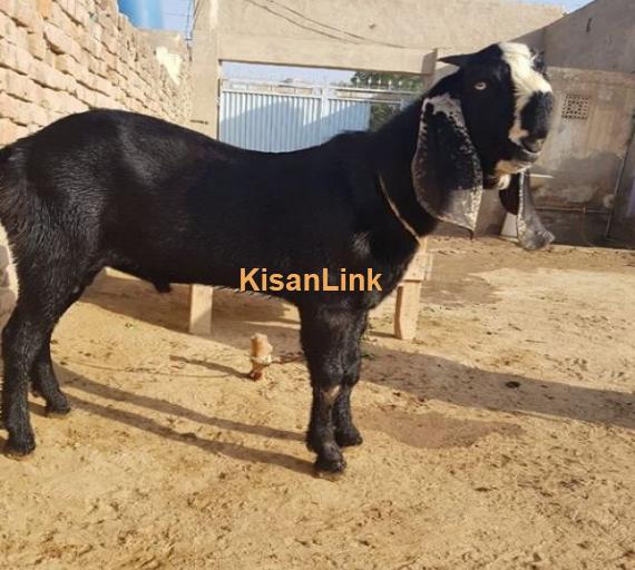 Amratsari Male for Sale Age 10month