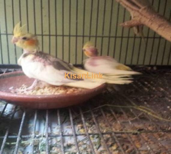 2 Cockteil chicks for sale hand tame ...