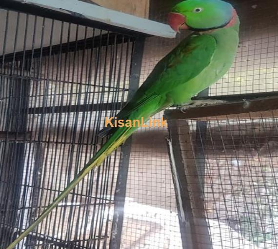 Male raw x female yellow ring neck for sale..