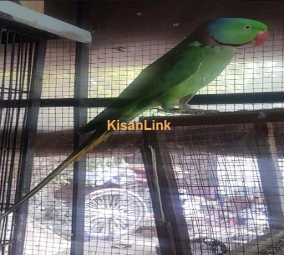 Male raw x female yellow ring neck for sale..