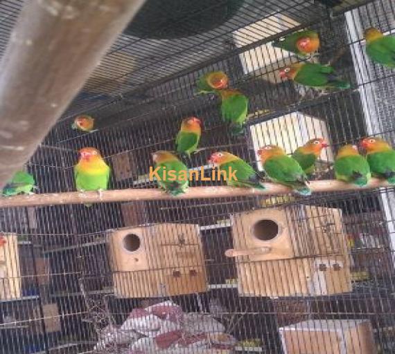Fisher colony (breeder pairs) for sale