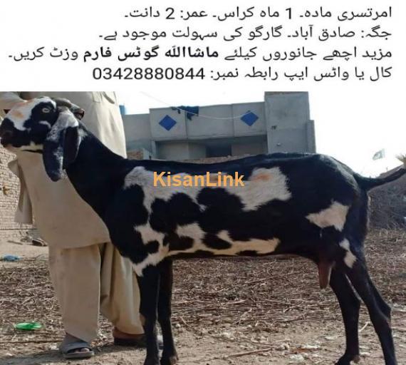 Amratsari female goat for sale