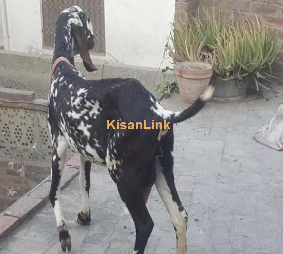 BAKRI FOR SALE