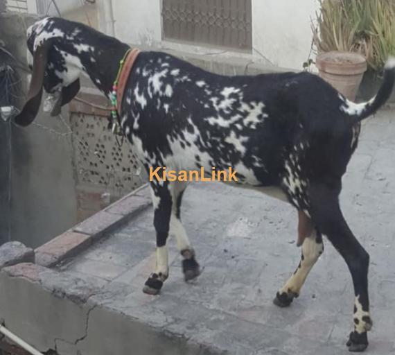 BAKRI FOR SALE