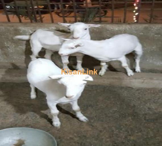 4 taddy male goats for sale