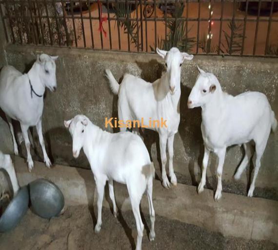 4 taddy male goats for sale