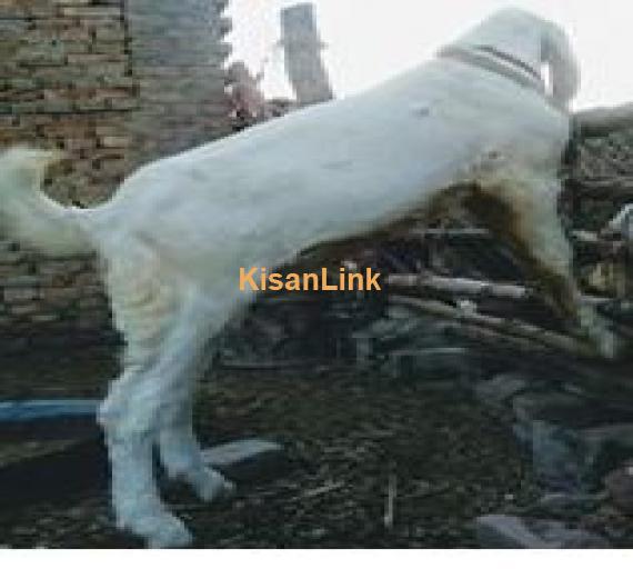 pure rajanpuri male for sale age 6 month for sale