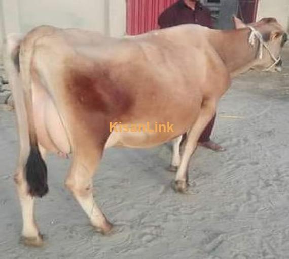 Important jarsi nasal cow for sale