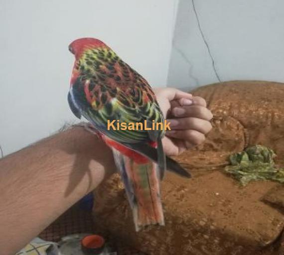 Hand tamed and fly tamed rosella for sale..