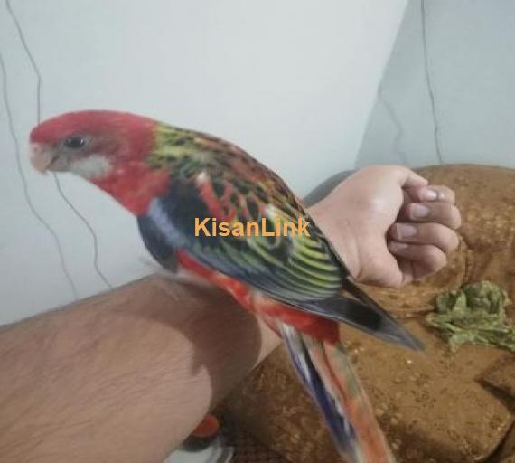 Hand tamed and fly tamed rosella for sale..