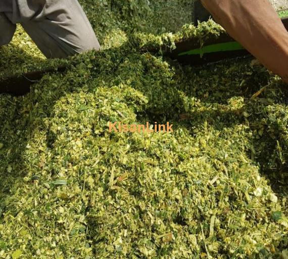 Export quality SILAGE
