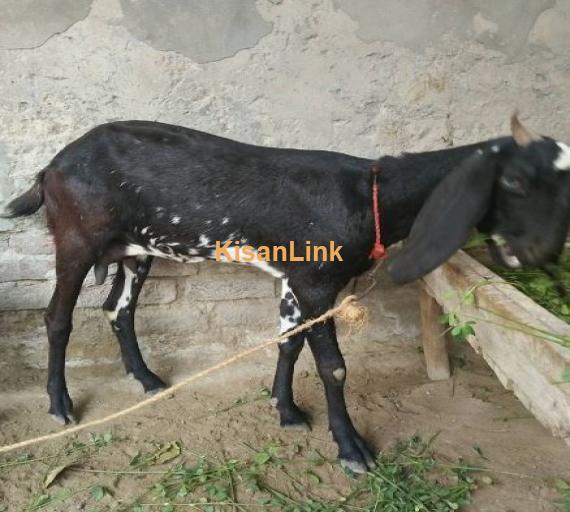 Kali cheni bakri