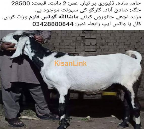 Hamila madah bakri for sale