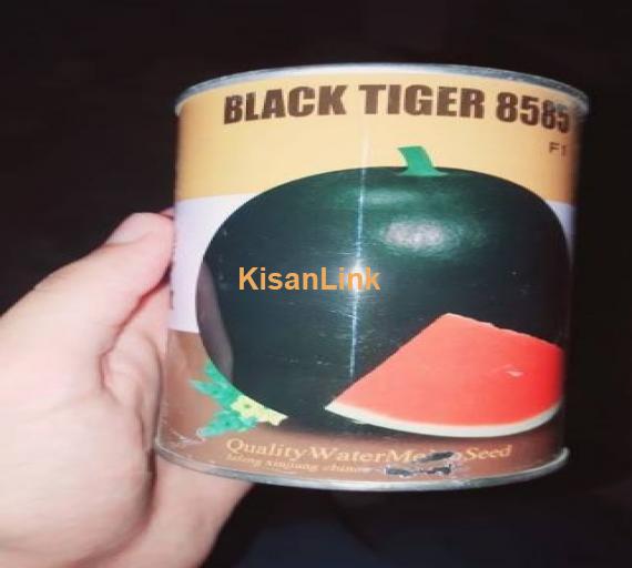 Black tiger tarboz 8585 F1 Xinjiang imported china
