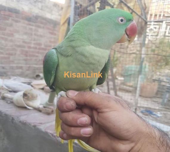 Raw parrot for sale