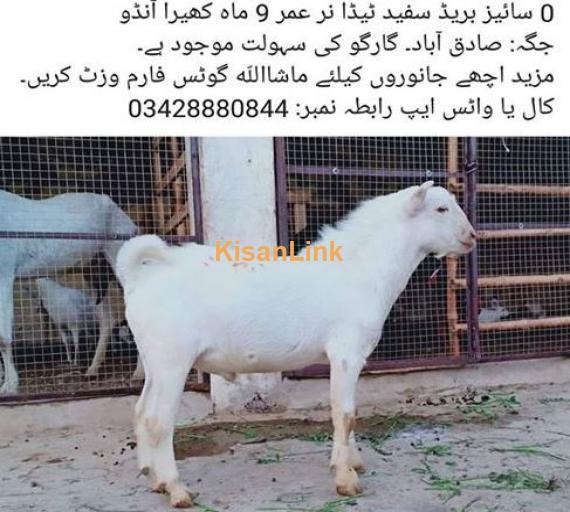 goat for sale