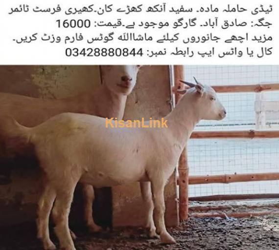 Teddy female goat for sale