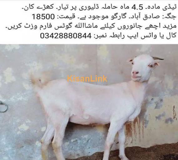 female teddy goat for sale
